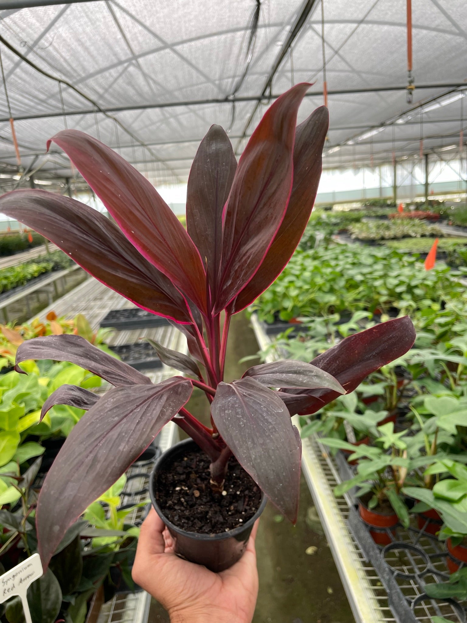 Cordyline 'Calypso Queen' Marketplace