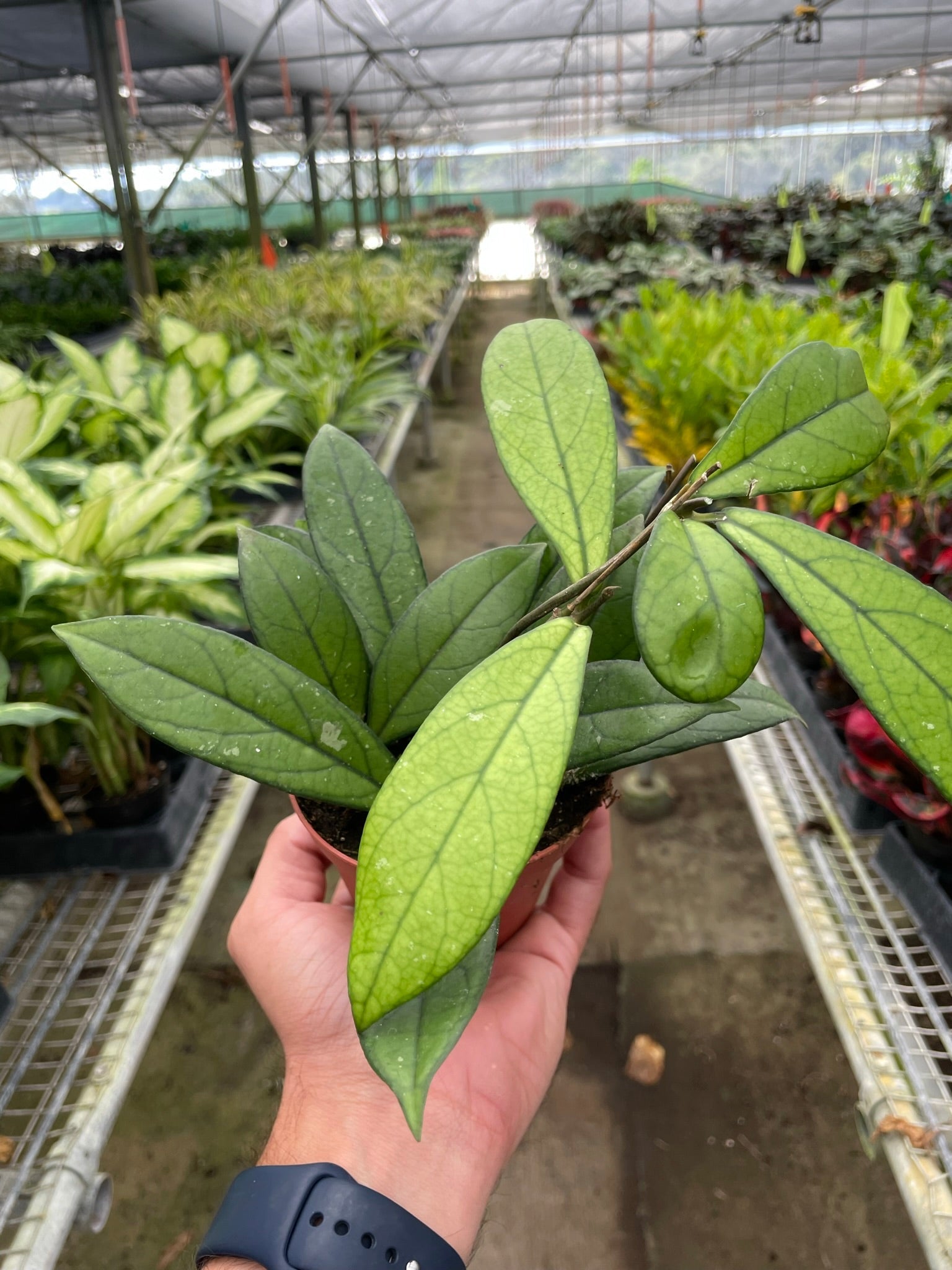 Hoya 'Crassipetiolata' - Ecomilli Marketplace