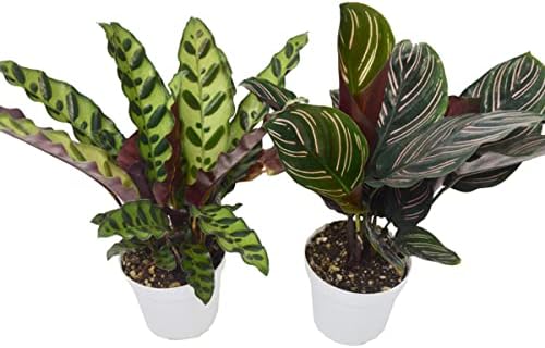 2 Calathea Plants Variety Pack in 4" Pots - Ecomilli Marketplace